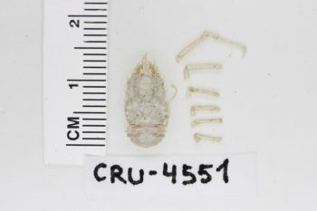 Media type: image;   Invertebrate Zoology CRU-4551 Description: Preserved specimen.;